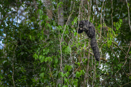 美咲猴子 Pithecia monachus，坐在一个分支内 Cuyabeno 国家公园，厄瓜多尔的亚马逊雨林