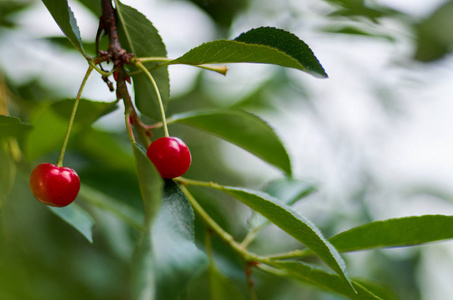 年轻成熟樱桃农场在花园里的一棵树上。成熟的红色 fruit.Organic 农业