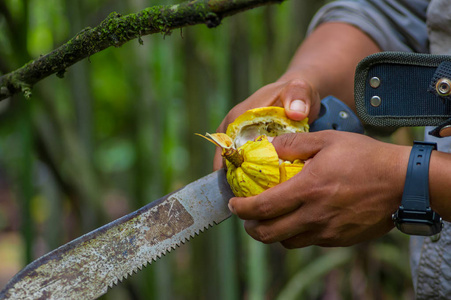 新鲜的可可水果在农民手中。有机可可果健康的食物。切生可可在亚马逊雨林在厄瓜多尔 Cuyabeno 国家公园