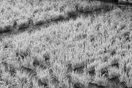 一片稻田谷物栽培的特写图片