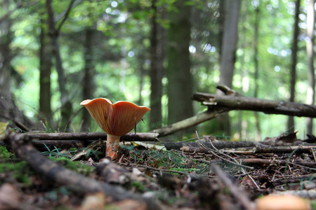 森林野生蘑菇生长在树桩上