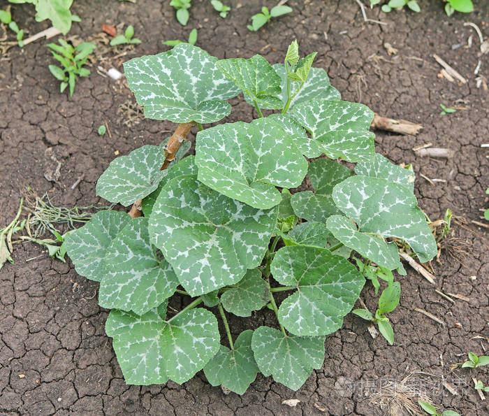 自然露天花园的小南瓜树