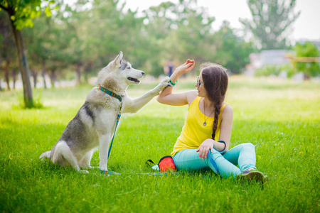 混的种狗给了一个女人，爪子西伯利亚哈士奇犬