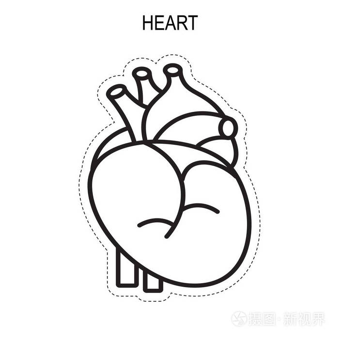 人的心脏解剖