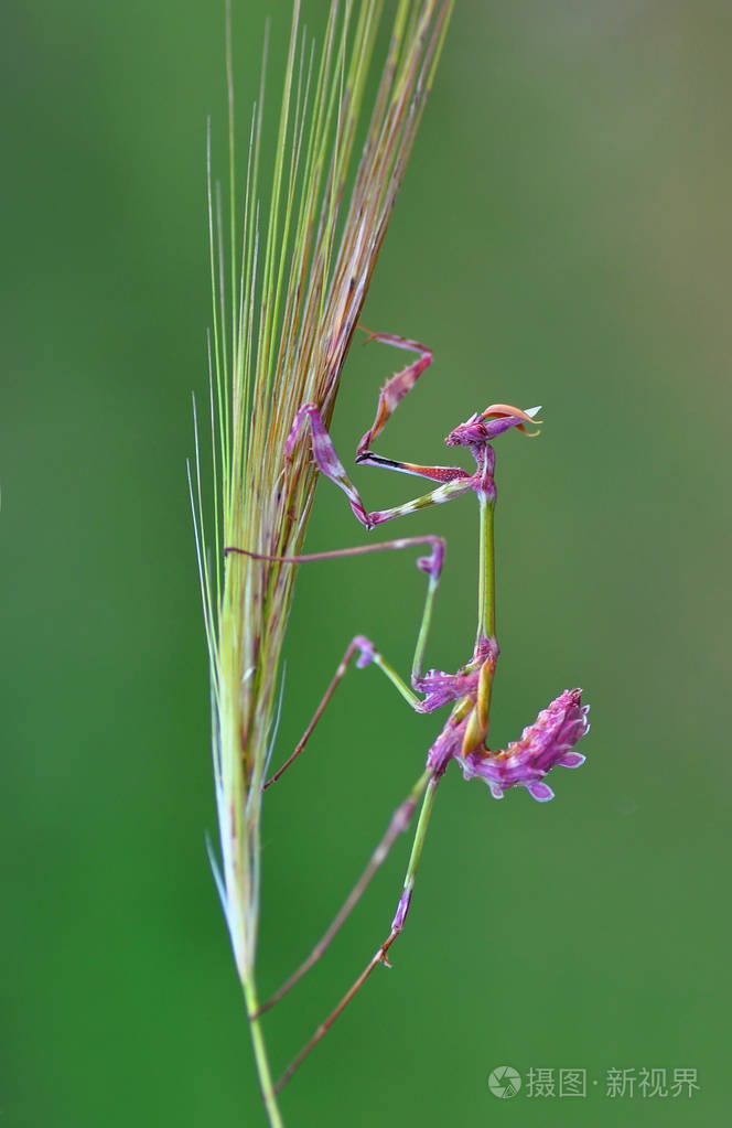 关闭了螳螂昆虫照片-正版商用图片0yp4jt-摄图新视界