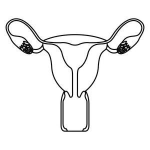 草绘轮廓女性生殖系统