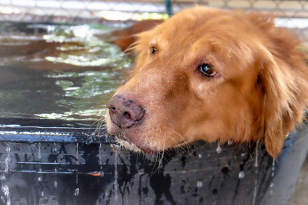 金毛猎犬关闭鼻子背景