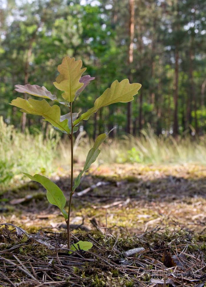 年轻的栎树