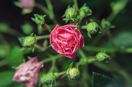 粉红色的花蕾, 周围环绕着其他的绿色花蕾