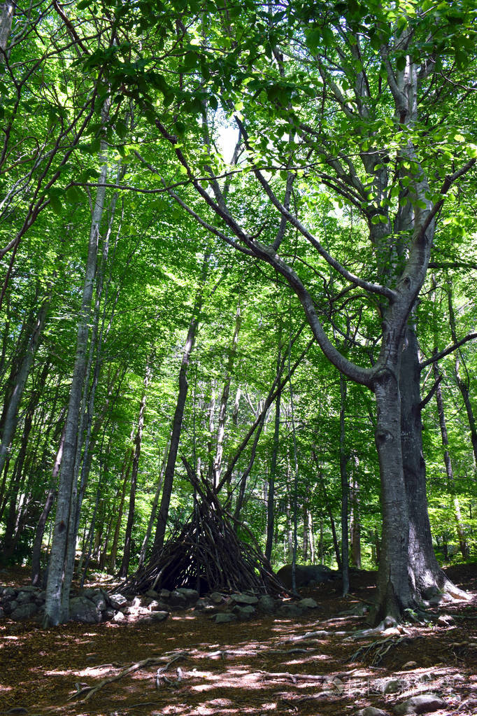 森林里的树蒙塞尼