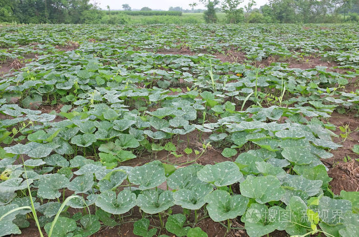 南瓜植物, 成长的植物