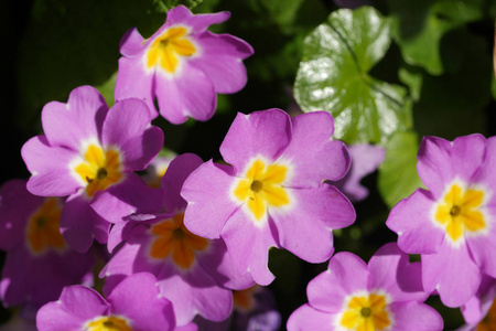 小紫色的花在花园特写镜头