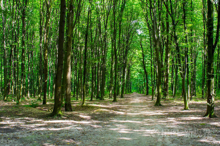 在一片绿色森林中一棵有道路的老树的照片