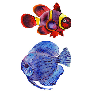 水彩水生水下五彩斑斓的热带鱼套。红海和外来鱼类里面
