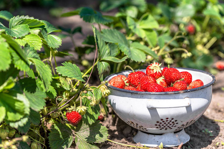 碗草莓农场，新鲜草莓场，有机农业的概念