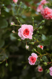 在花园里盛开的粉红玫瑰。粉红玫瑰盛开在 ga