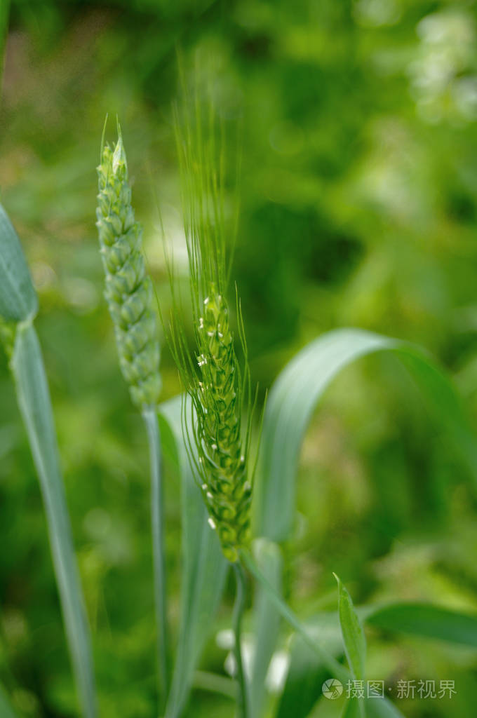 绿色麦穗