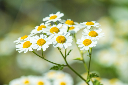 小白菊，药用植物与花