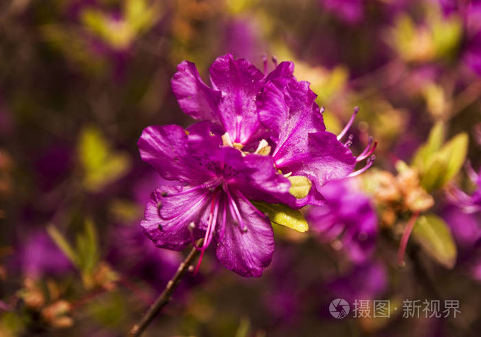 莱德姆整个蜂巢里到处都是鲜艳的紫色花