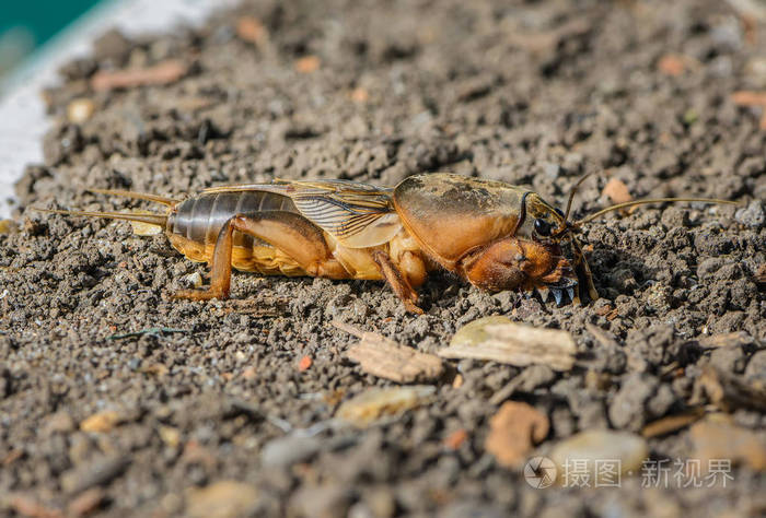 大的昆虫生活在陆地上的蝼蛄的肖像