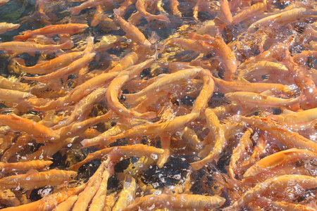 大量的橙色漂浮鱼, 鳟鱼养殖照片