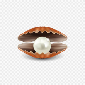 矢量现实美丽 3d 打开的外壳，闪亮珍珠内孤立在白色透明的背景。可以用于首饰包装 明信片和任何设计