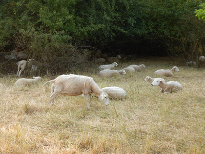 羊与乾草的草地上