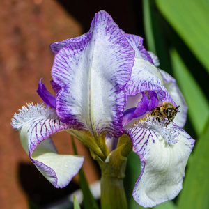 美丽的虹膜花与白色的大花瓣与淡紫色边缘
