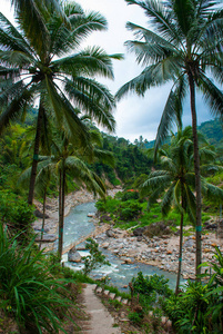 棕榈树和河流的顶部景色。美丽的风景, 内格罗斯。菲律宾