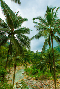 棕榈树和河流的顶部景色。美丽的风景, 内格罗斯。菲律宾