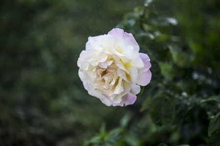 在雨中花图片