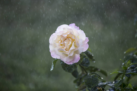 在雨中花图片