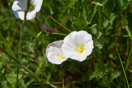 萼片bindweed