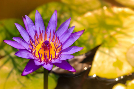 紫色睡莲或莲花朵鲜花，盛开在池塘上