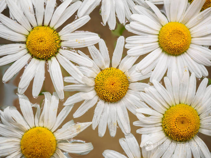 雏菊漂浮在水中的字段.洋甘菊,顶视图深度较小的领域.