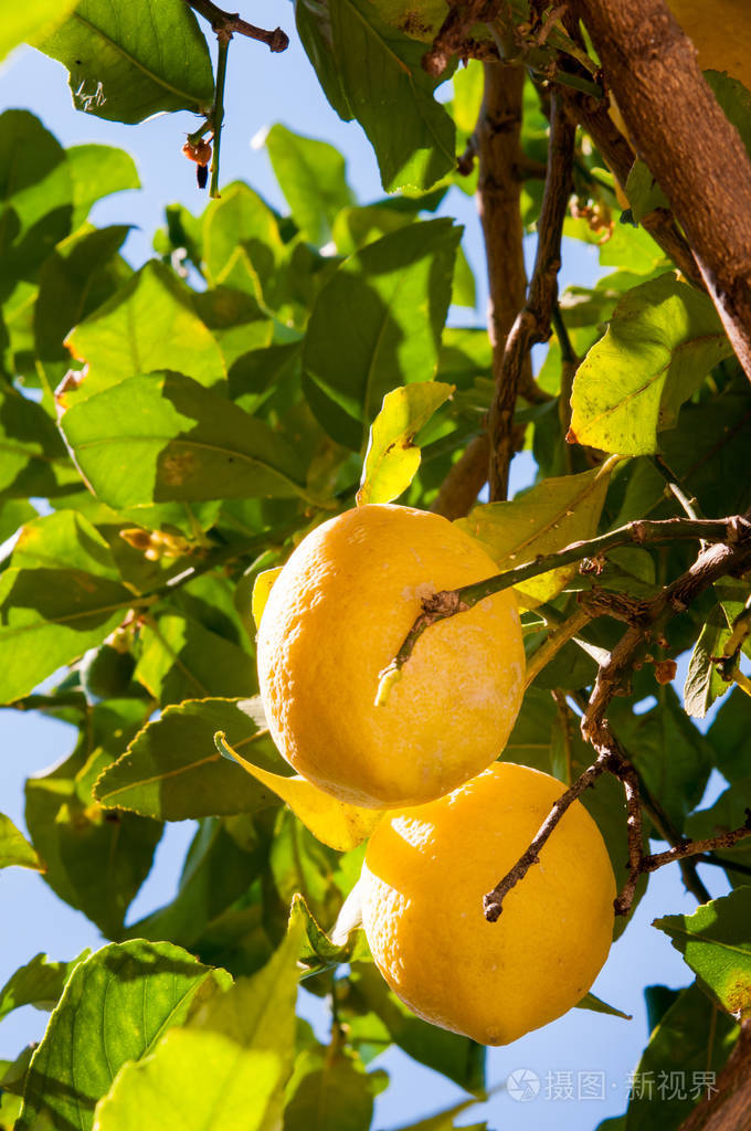 柠檬树上