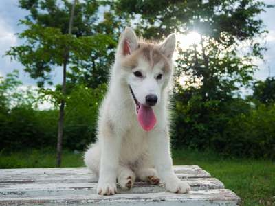 西伯利亚雪橇犬小狗在公园里