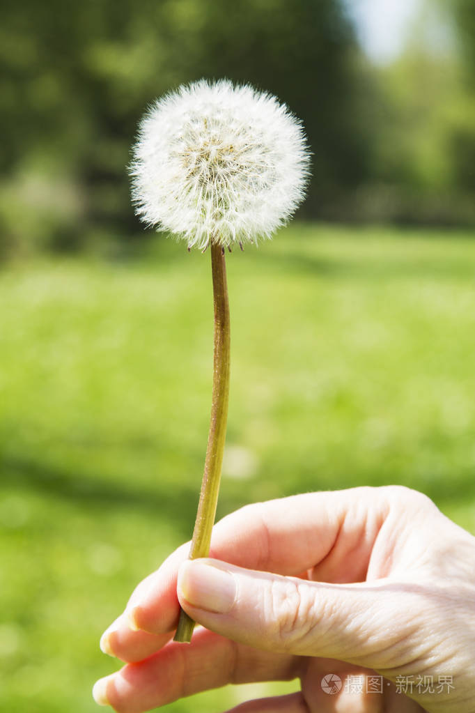 手与蒲公英在现场