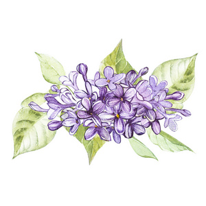 欧美水彩电影手绘水彩植物插图的丁香.
