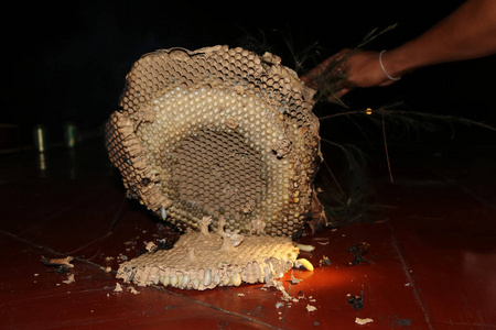 隔离在白色上黄蜂的巢幼虫裁剪蝴蝶牌飞钓者选择一只苍蝇caddisfly