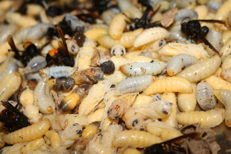 黄蜂的巢幼虫照片