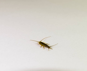 有害的害虫图片