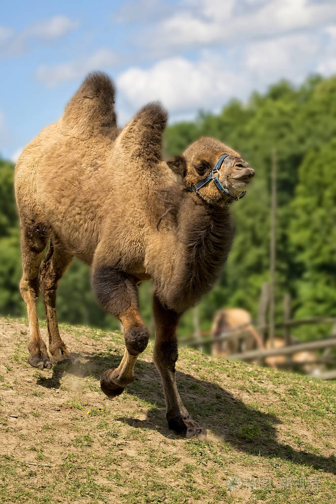 在一片空地上的骆驼