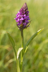 南方沼泽兰dactylorhiza pratemissa