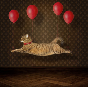 在红色气球上的猫