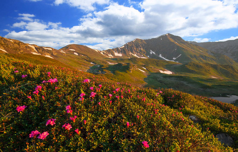 春天与杜鹃纯阳光山山脊景观