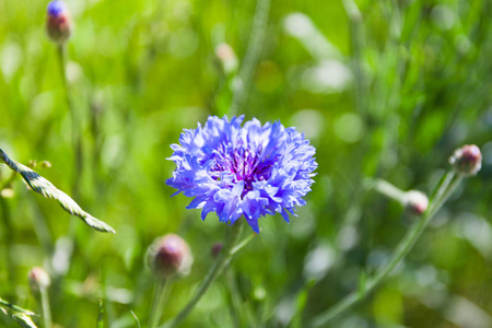 田野里的鲜花