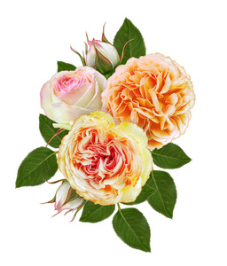 微妙的粉红色玫瑰的花排列。白色背景上孤立