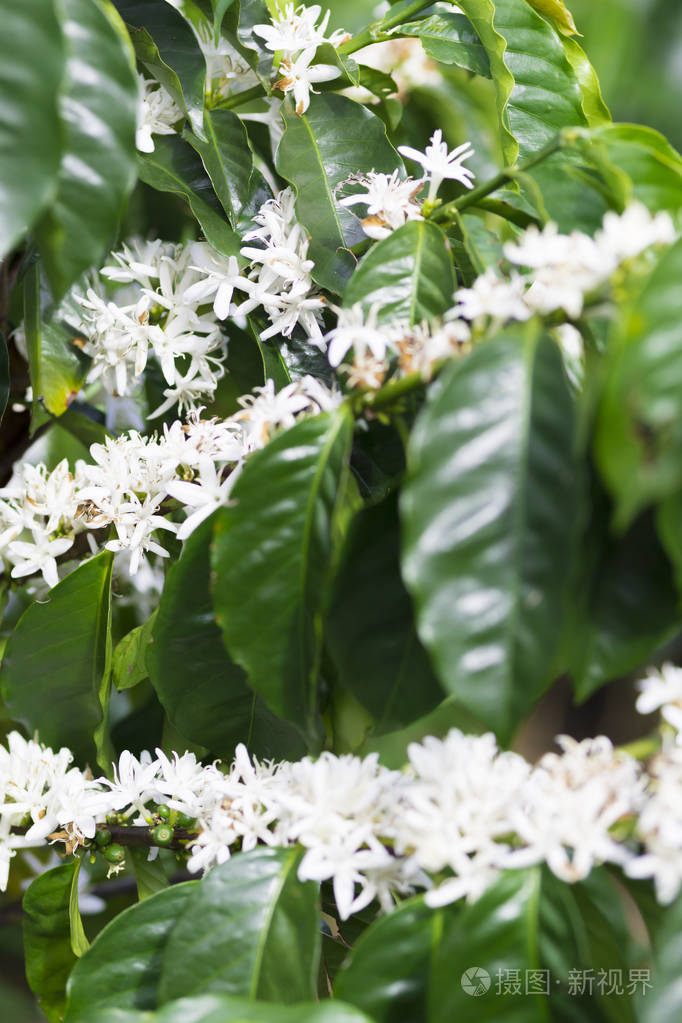 有机咖啡树开花