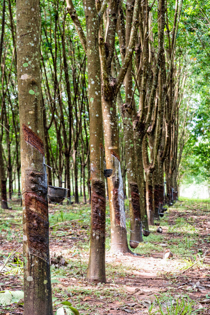 橡胶树人工林